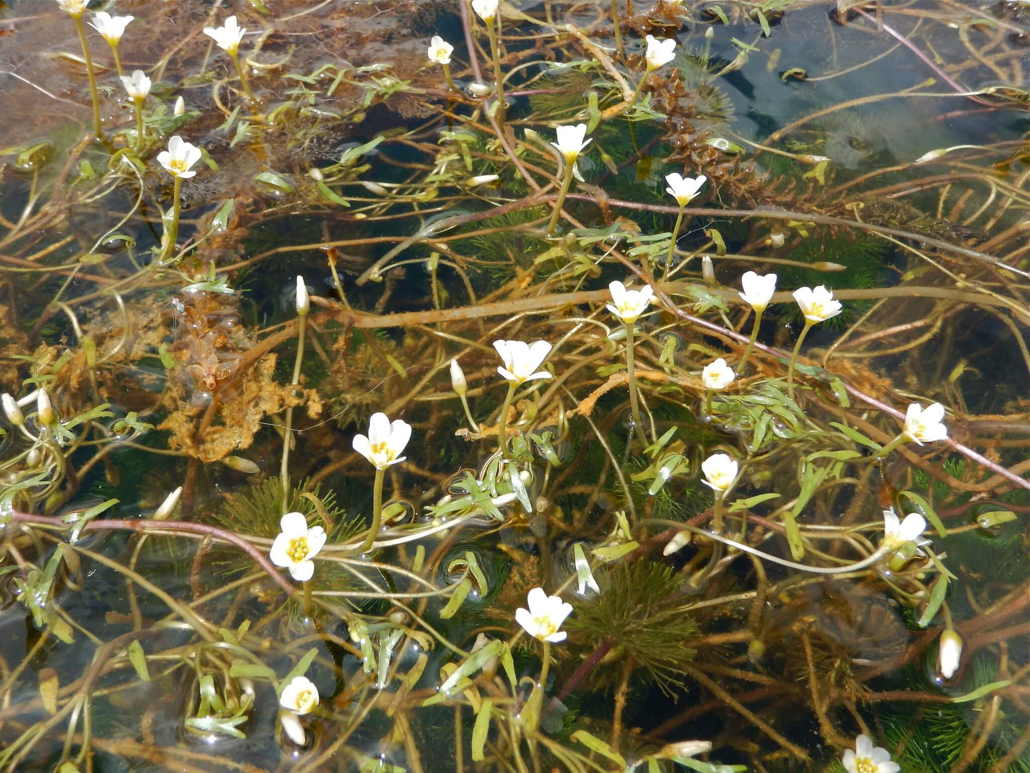 Cabomba caroliniana